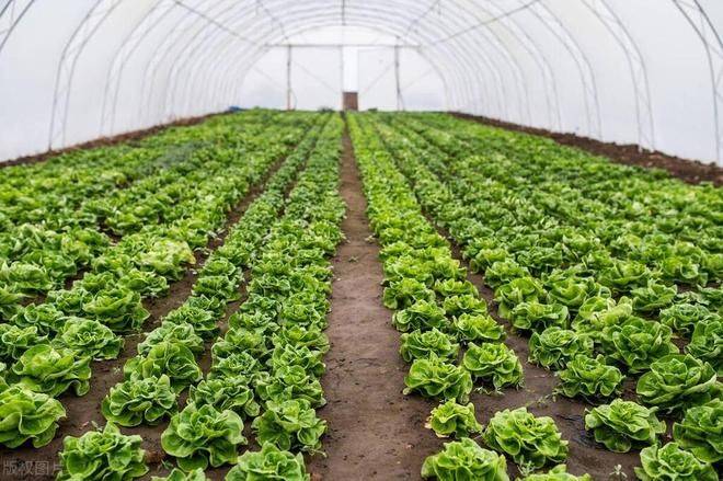 春季大棚种植技术