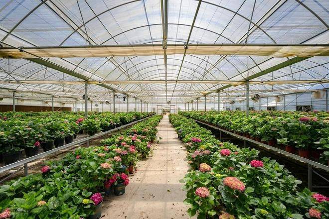 春季大棚种植技术