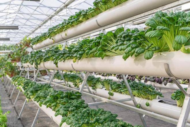 春季大棚种植技术