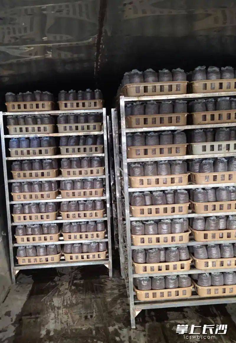 长沙县：大棚种植茶树菇 立体智控四季有收成