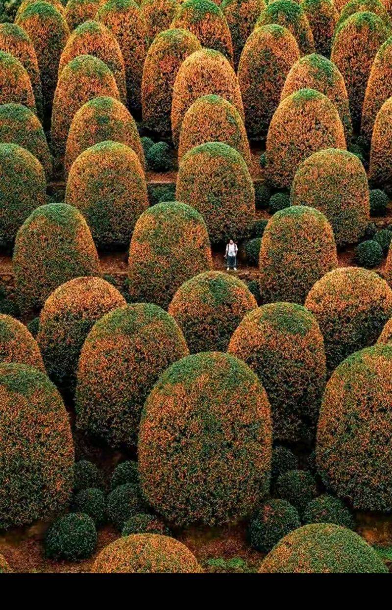 桂花苗多少钱一棵