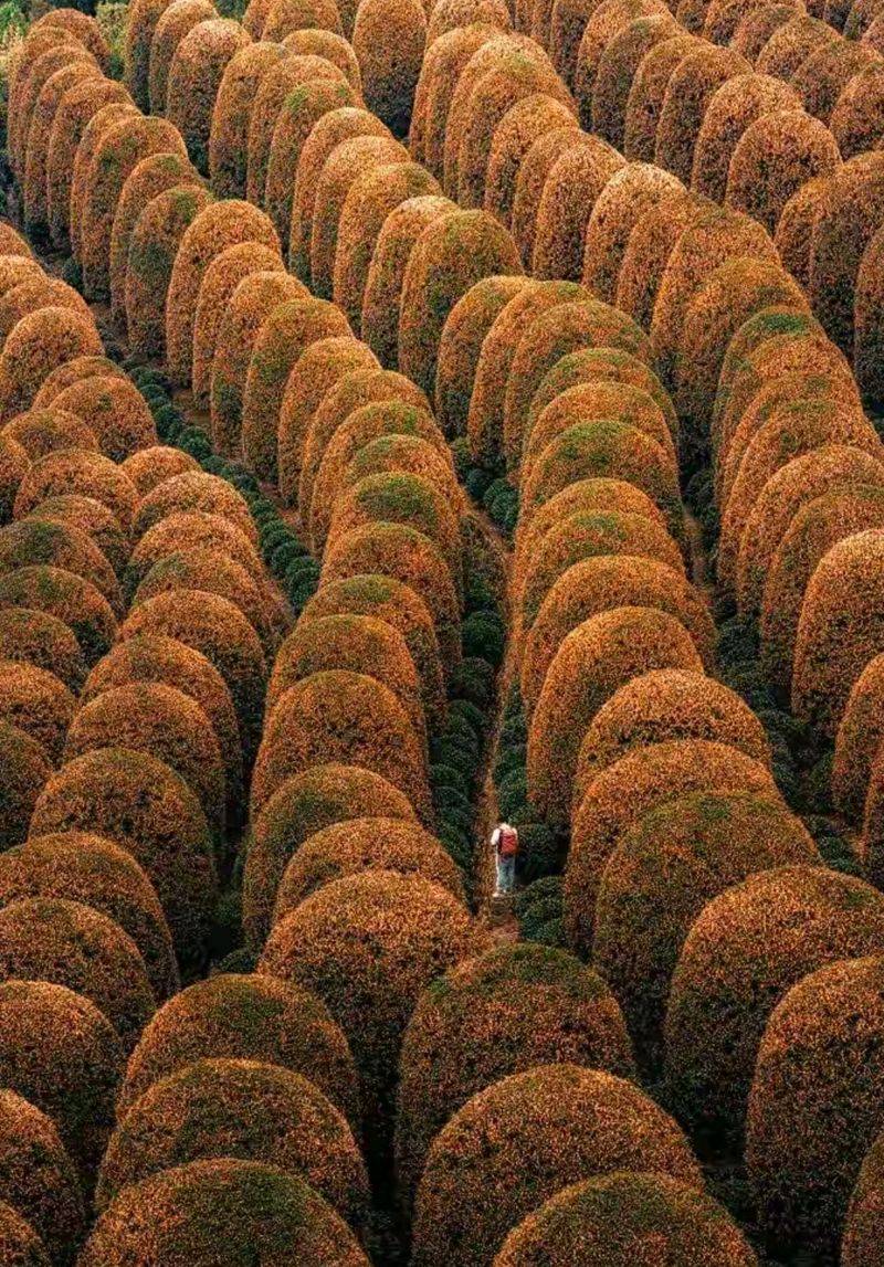 桂花苗多少钱一棵