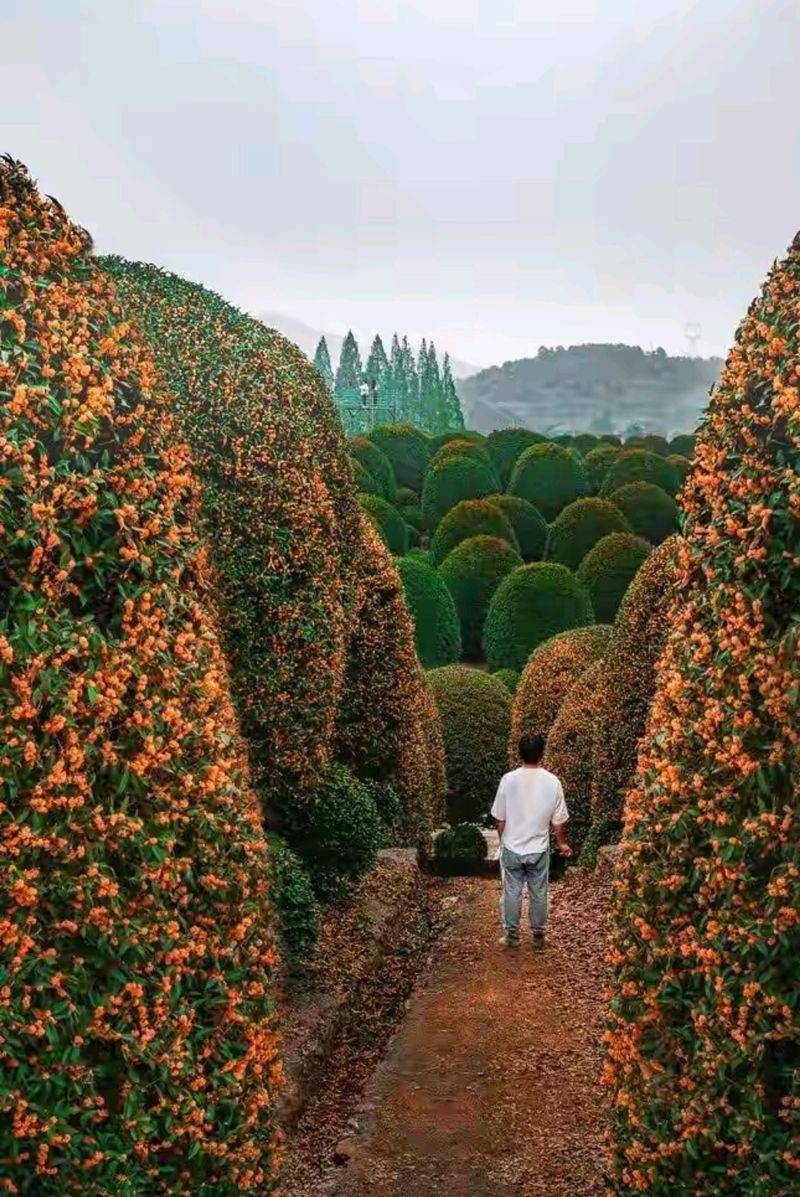 桂花苗多少钱一棵