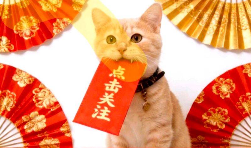 桂花苗多少钱一棵