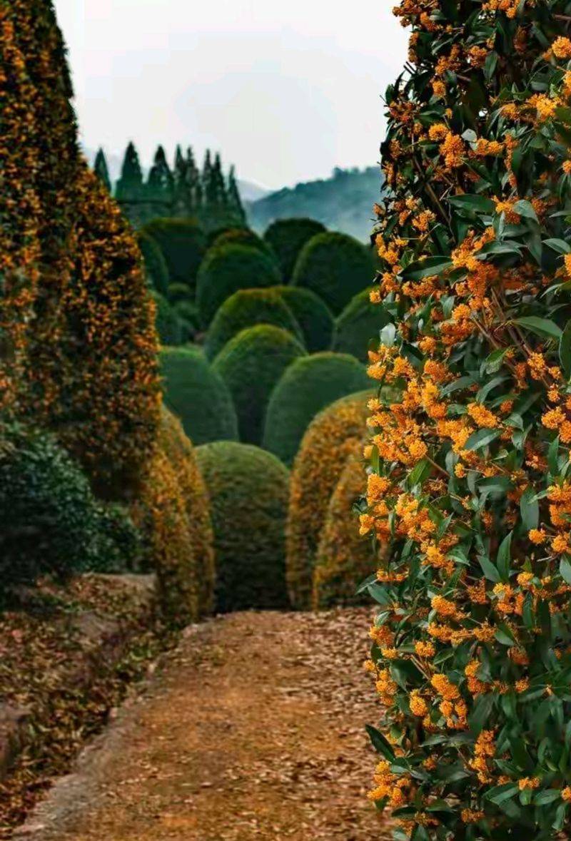 桂花苗多少钱一棵