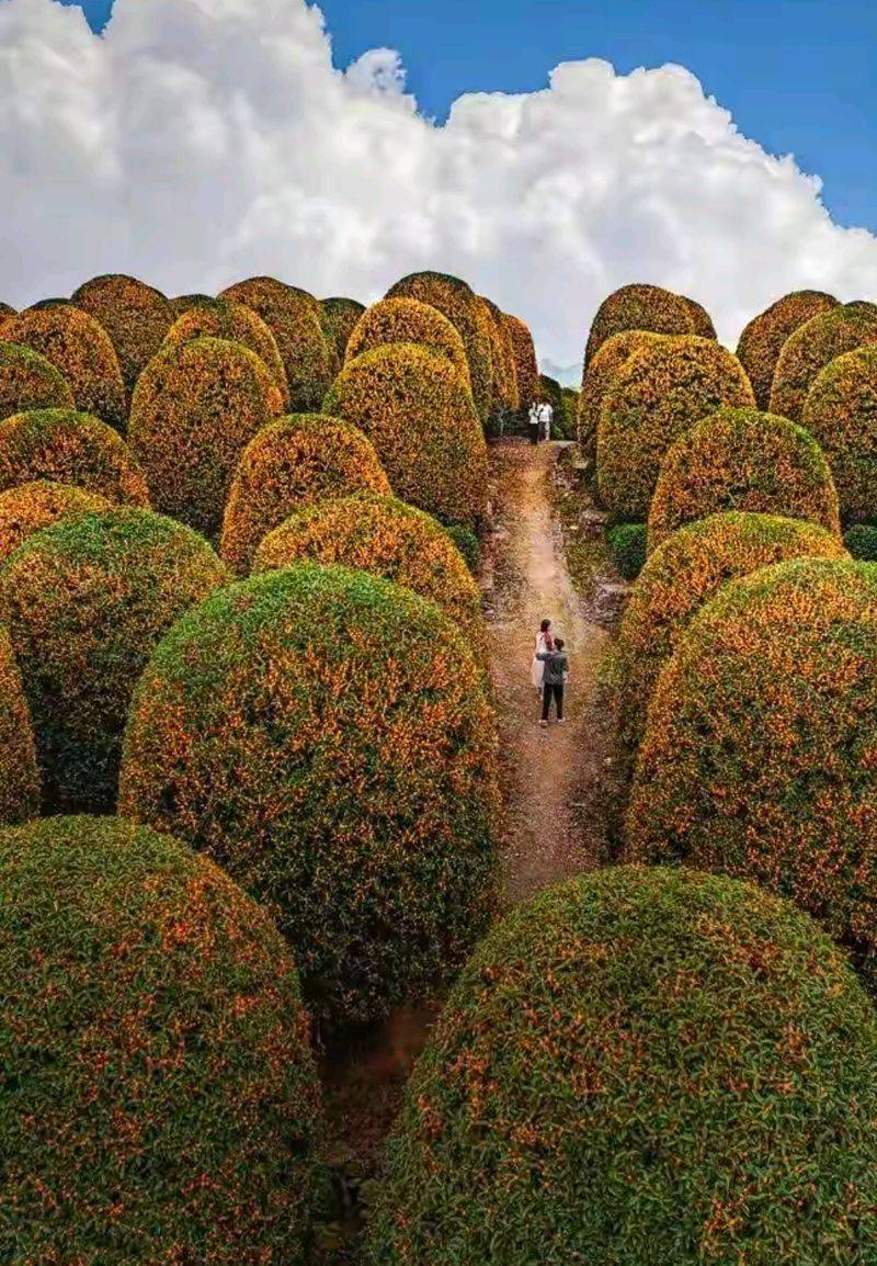 桂花苗多少钱一棵