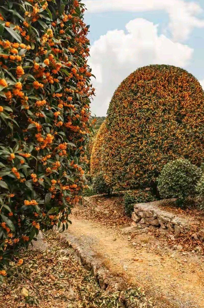 桂花苗多少钱一棵
