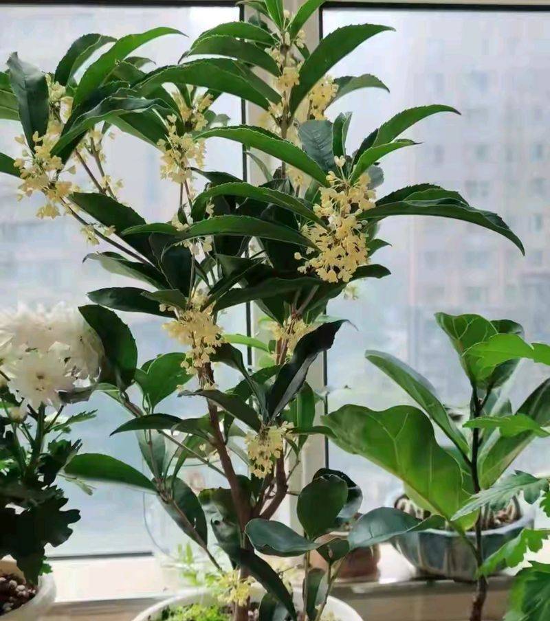 桂花苗多少钱一棵