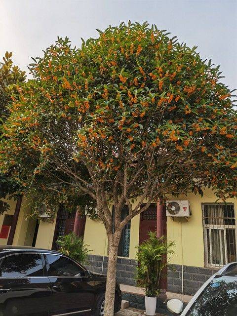 桂花苗多少钱一棵