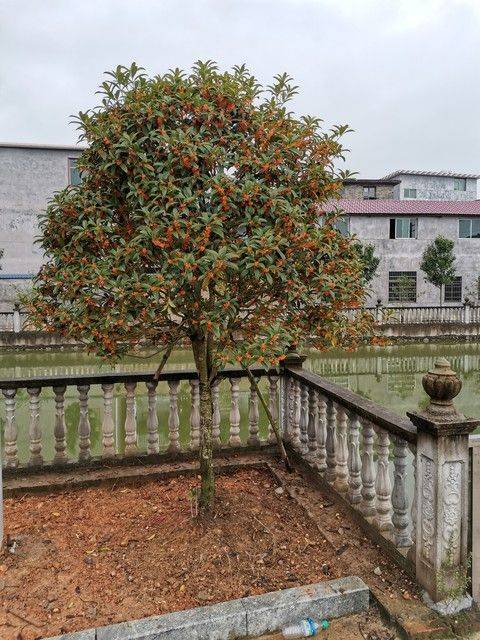 桂花苗多少钱一棵