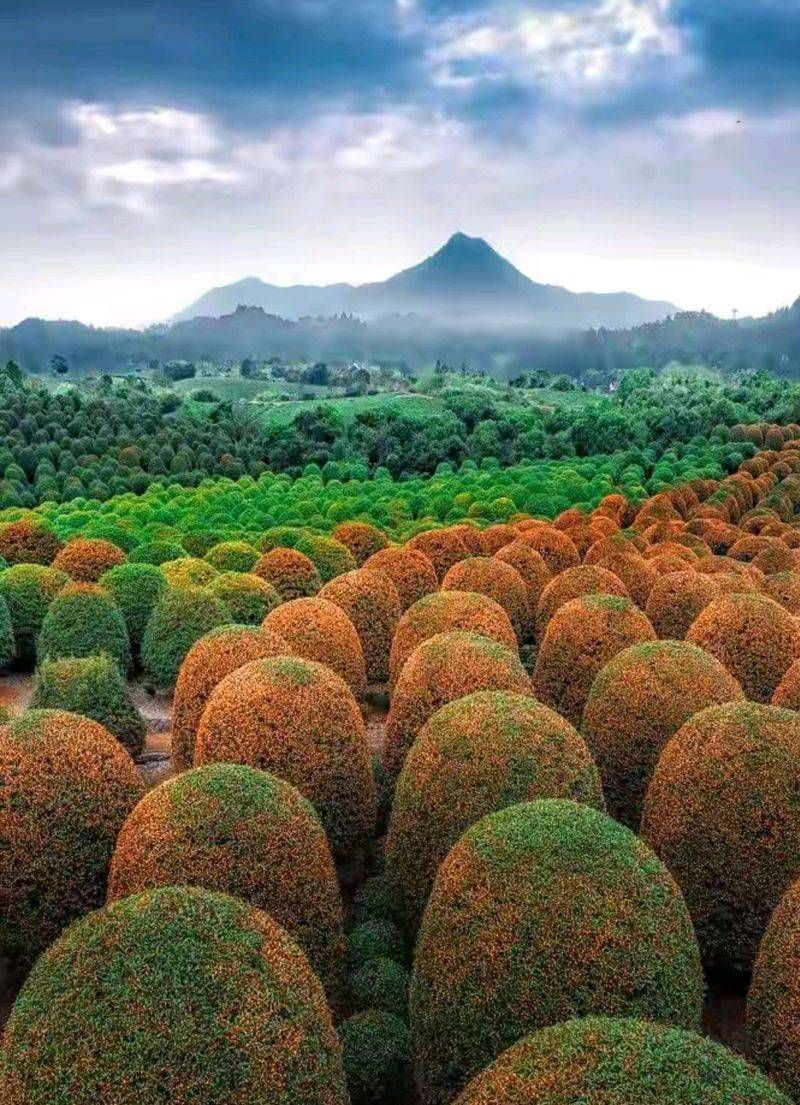 桂花苗多少钱一棵