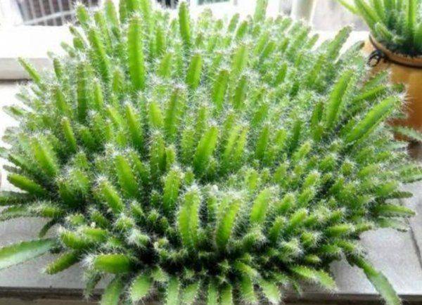 火龙果种子小盆栽种植方法