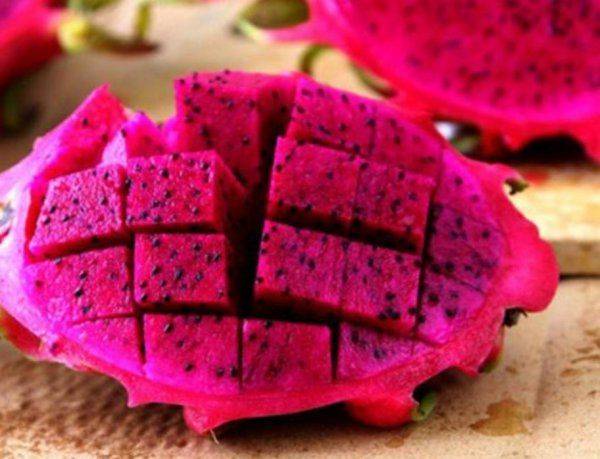 火龙果种子小盆栽种植方法