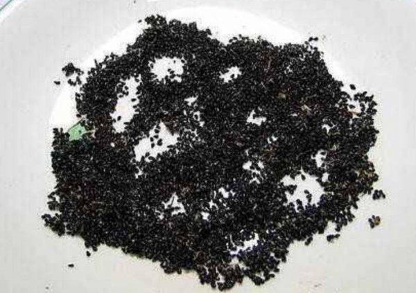 火龙果种子小盆栽种植方法