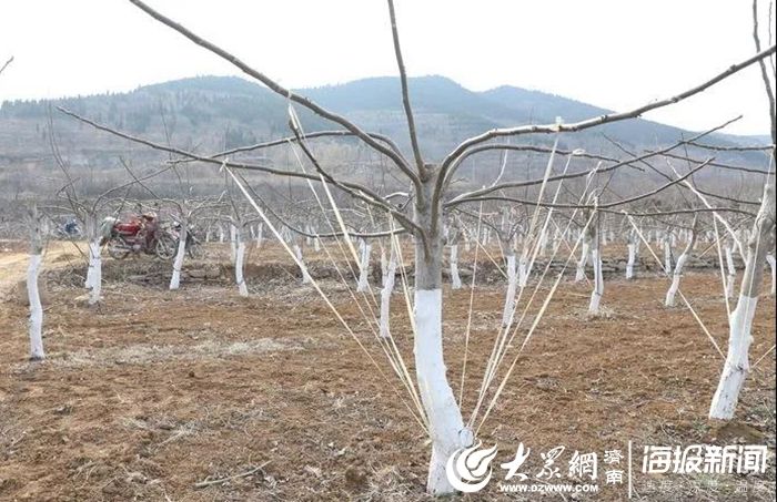 香玲核桃种植技术
