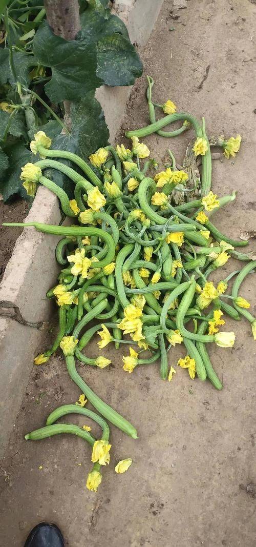 Squawk cultivation technology