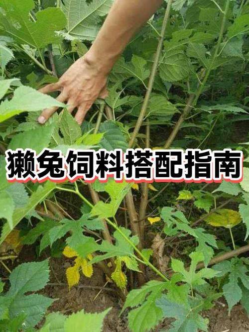 中国獭兔行情