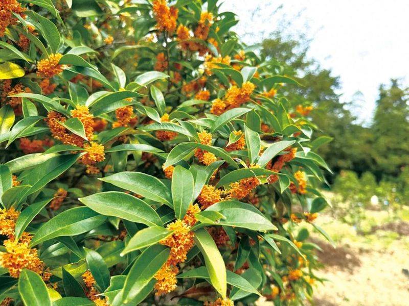 桂花苗多少钱一棵