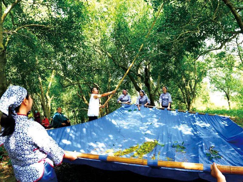 桂花苗多少钱一棵