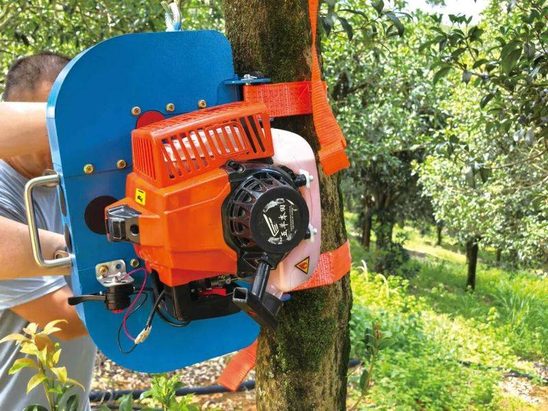 桂花苗多少钱一棵