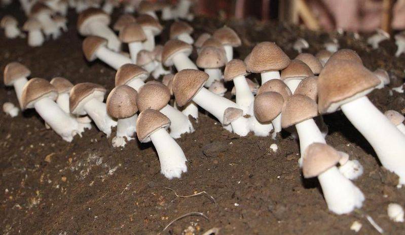 茶树菇种植技术