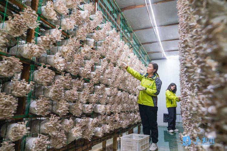 茶树菇种植技术