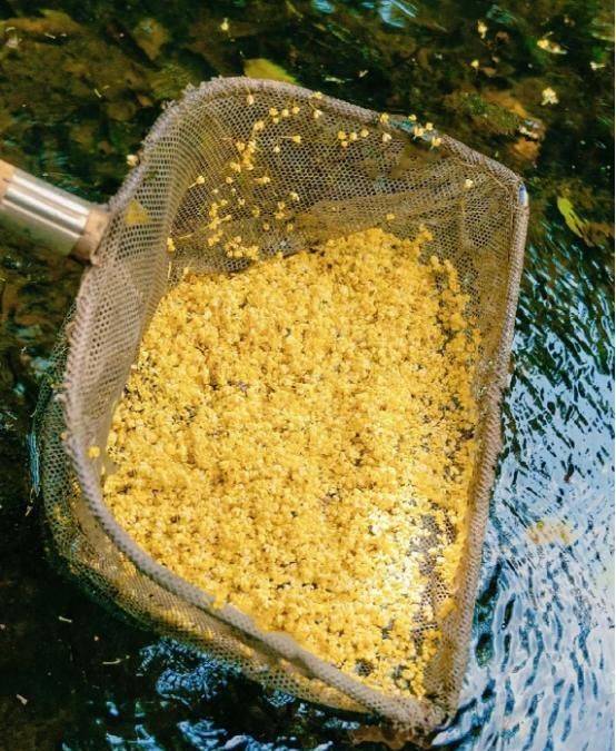 桂花苗多少钱一棵