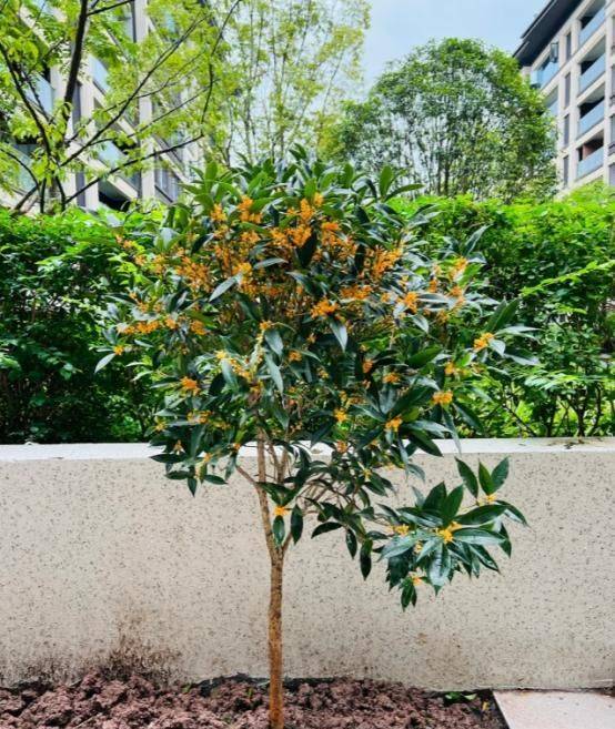 桂花苗多少钱一棵