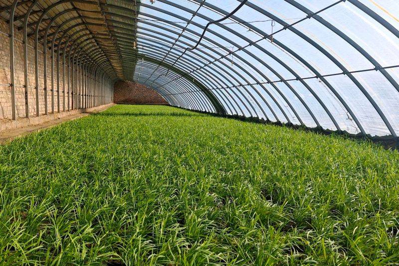A video of the technology of growing cuisine