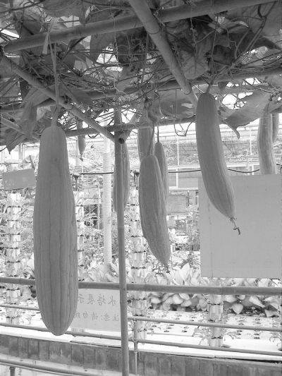 Squawk cultivation technology