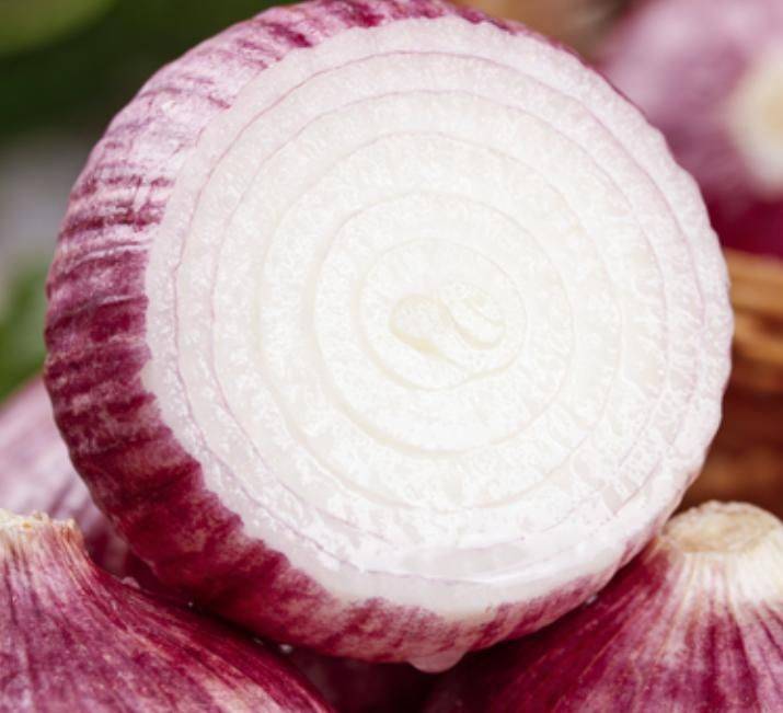 洋葱的种植方法视频