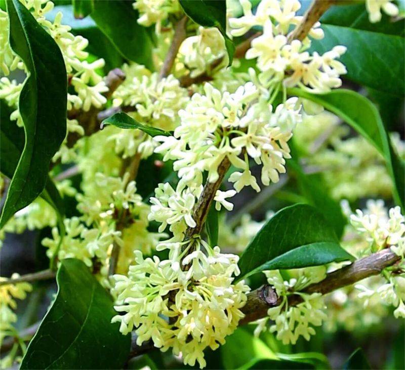 桂花苗多少钱一棵