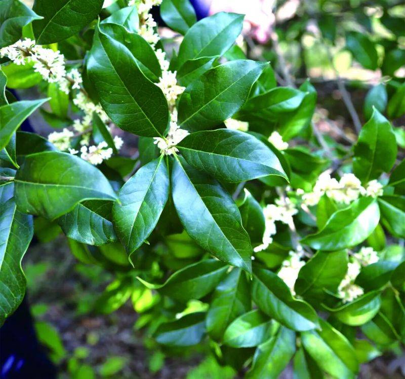 桂花苗多少钱一棵