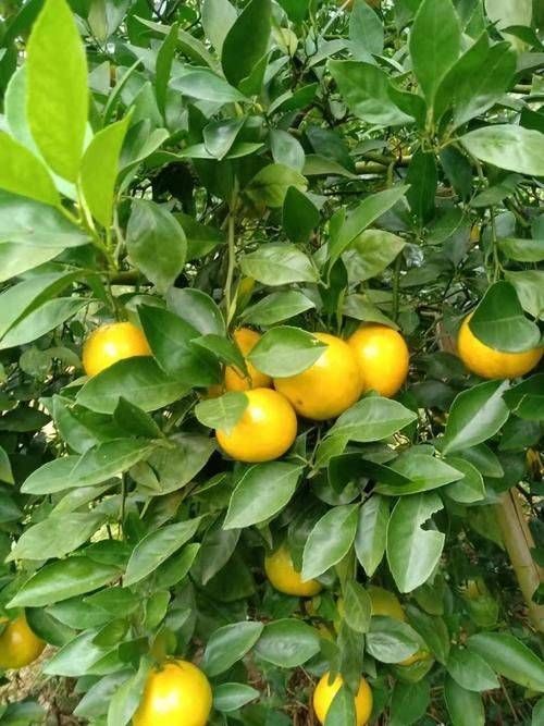 贡柑种植技术视频教学