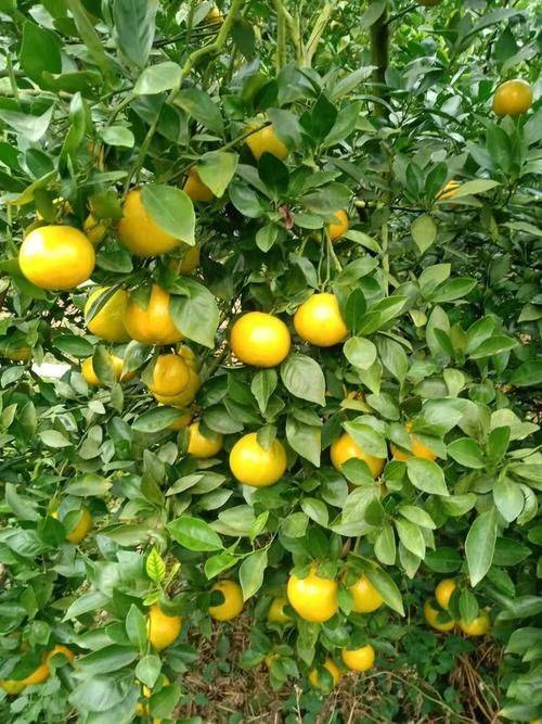 贡柑种植技术视频教学