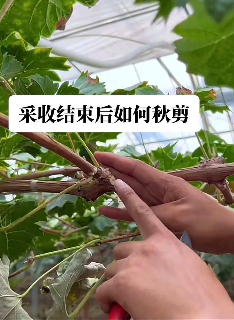 Grape growing techniquePDF