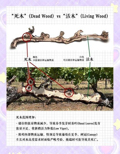 Grape growing techniquePDF