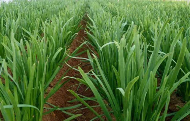 大棚韭菜种植技术视频