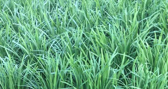 大棚韭菜种植技术视频