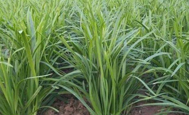 大棚韭菜种植技术视频