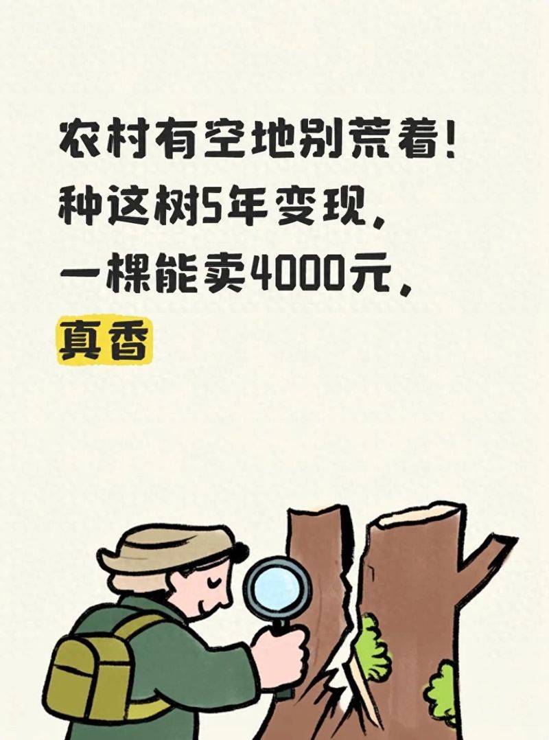 桂花苗多少钱一棵