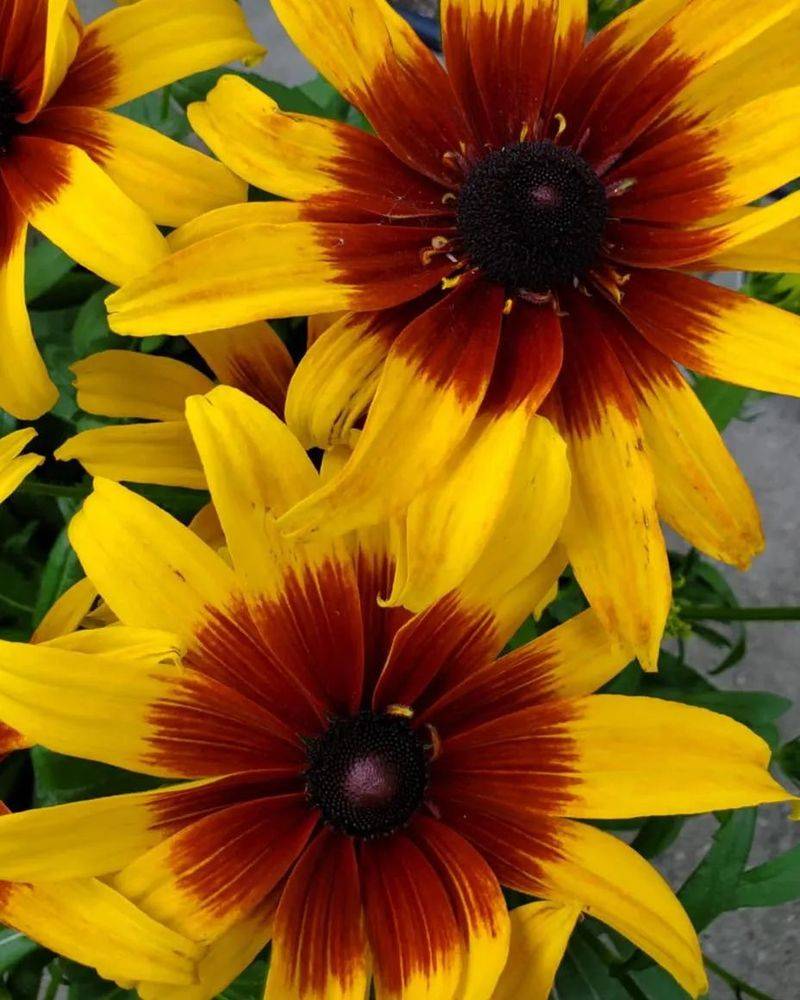 Aristocratic techniques