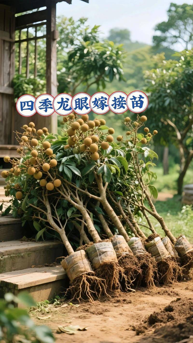 龙眼种植方法