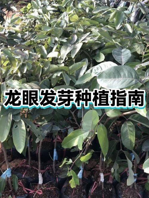 龙眼种植方法