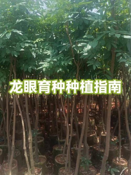 龙眼种植方法