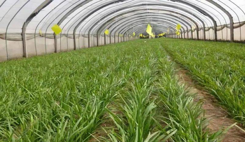 A video of the technology of growing cuisine