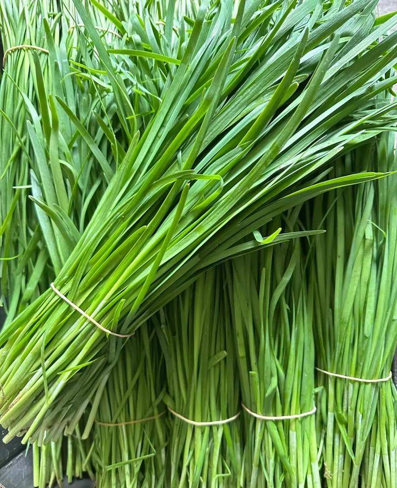 A video of the technology of growing cuisine