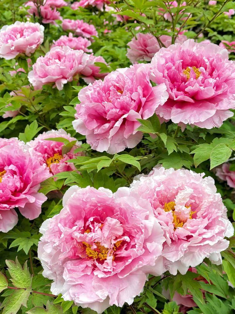 牡丹花的种植方法