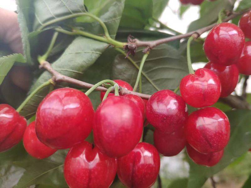 葡萄种植技术pdf