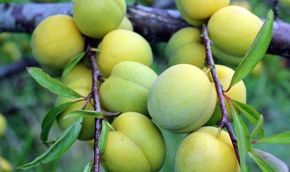 葡萄种植技术pdf